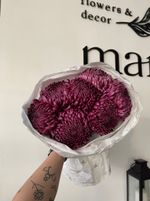 Моно из одноголовой хризантемы сливового оттенка 7шт