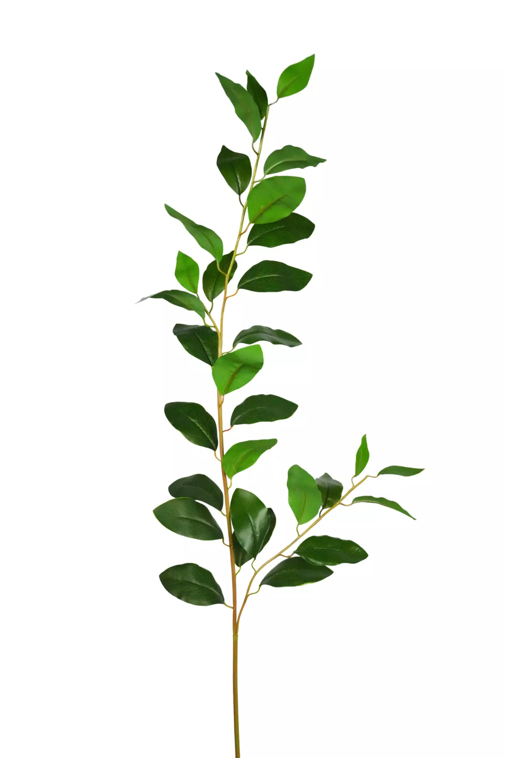 Ветка с лавровыми листьями