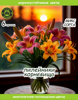 Лилейник Корневище, микс сорта, 6 шт