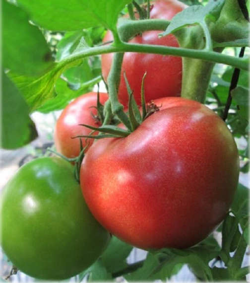 ПИНК КАЛИБР F1 семена томата (Sakata | Alexagro) – фото 2