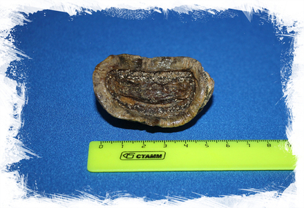 Хитон геммата (Acanthopleura gemmata)