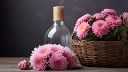 Хризантема (Chrysanthémum koreanum), гидролат