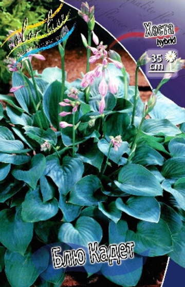 Хоста Блю Кадет