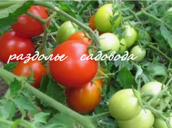 Томат детерминантный Ирина (цена за 6шт)
