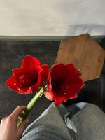 Амариллис красный