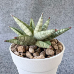 Сансевиерия PINK LADY