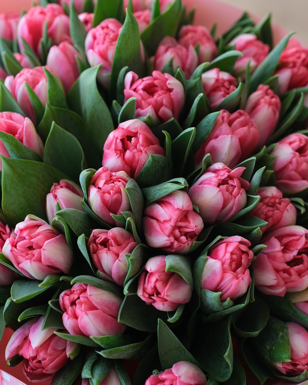 Моно из 49 пионовидных тюльпанов Пинк Фокстрот