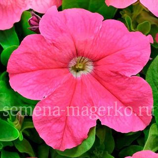 Петуния  крупноцветковая Фалькон Роуз  F1  100 драже