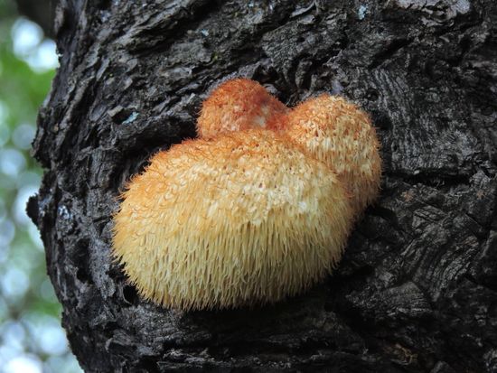 Сила лекарственных грибов