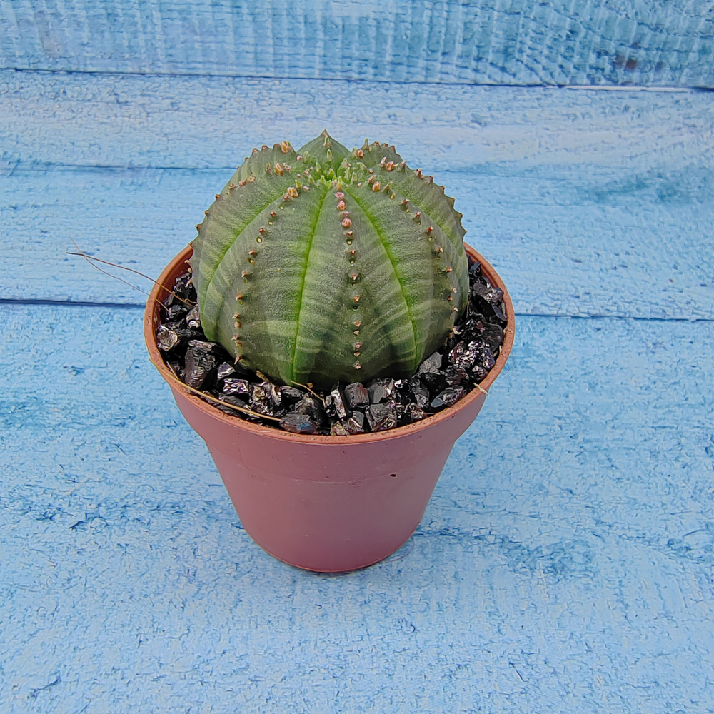 Euphoria Obesa (Эуфорбия)