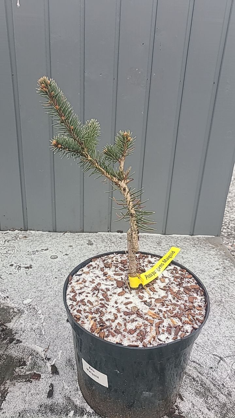 Ель Майголд С5л (20-30см) Закупка М35 наличие 2026