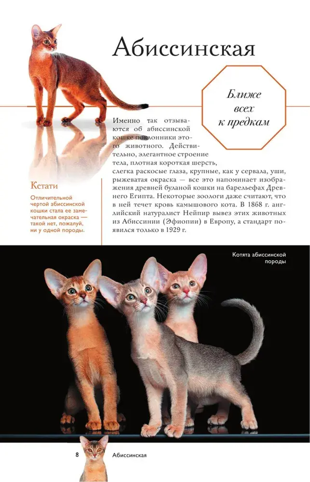 Кошки