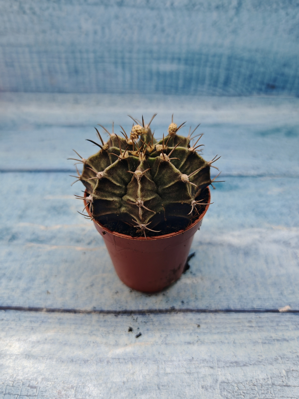 Gymnocalycium Friedrichii (Гимнокалициум)