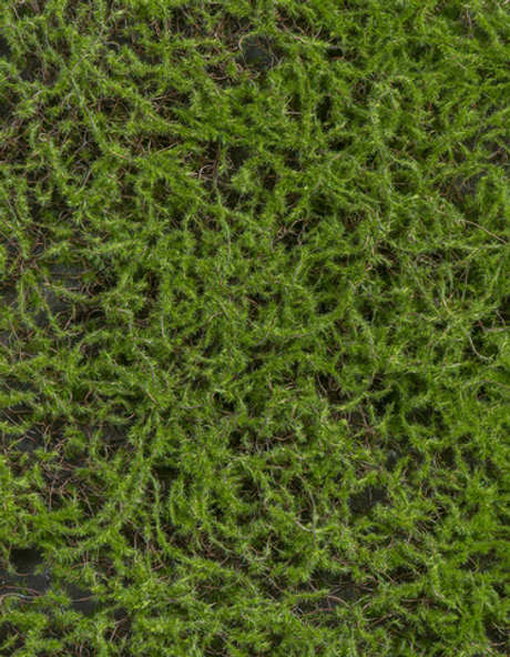 Мох Сфагнум Fuscum зелёный (полотно)