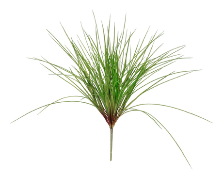 Трава Оньон куст средний