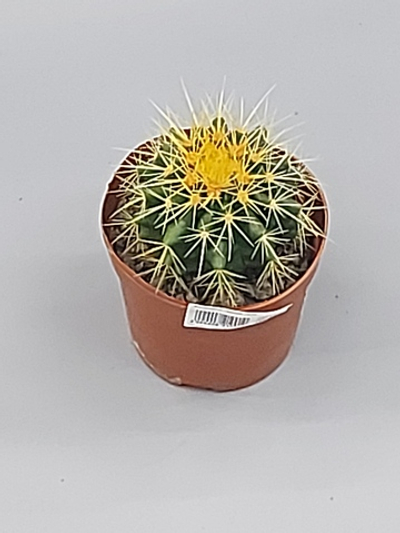 Эхинокактус