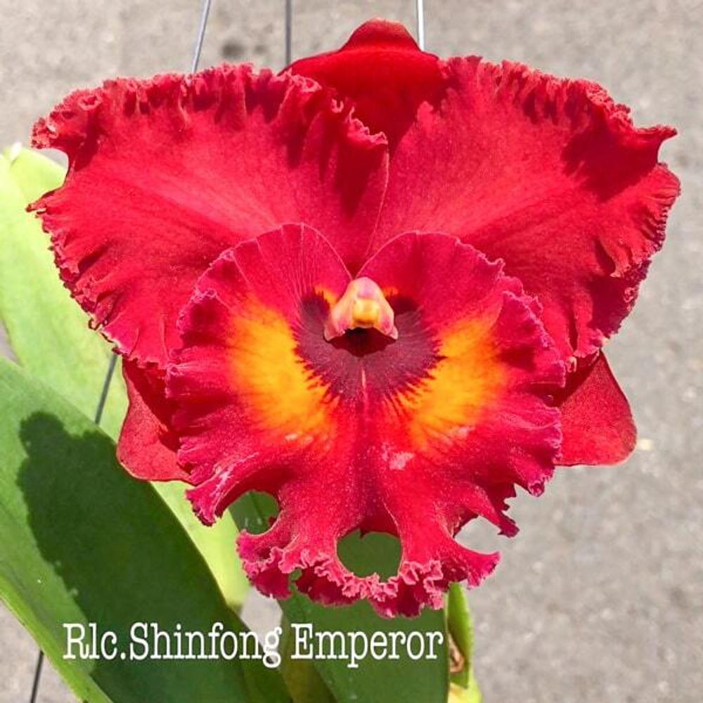 Орхидея ринхолелиокаттлея RLC. SHINFONG EMPEROR