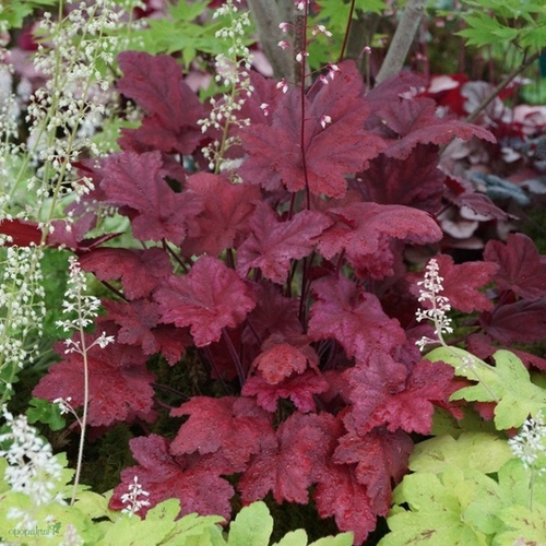 Гейхера Отем ливс