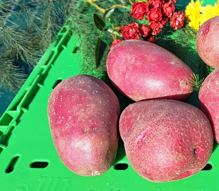 Картофель Оскар семенной, комплект из 10 клубней