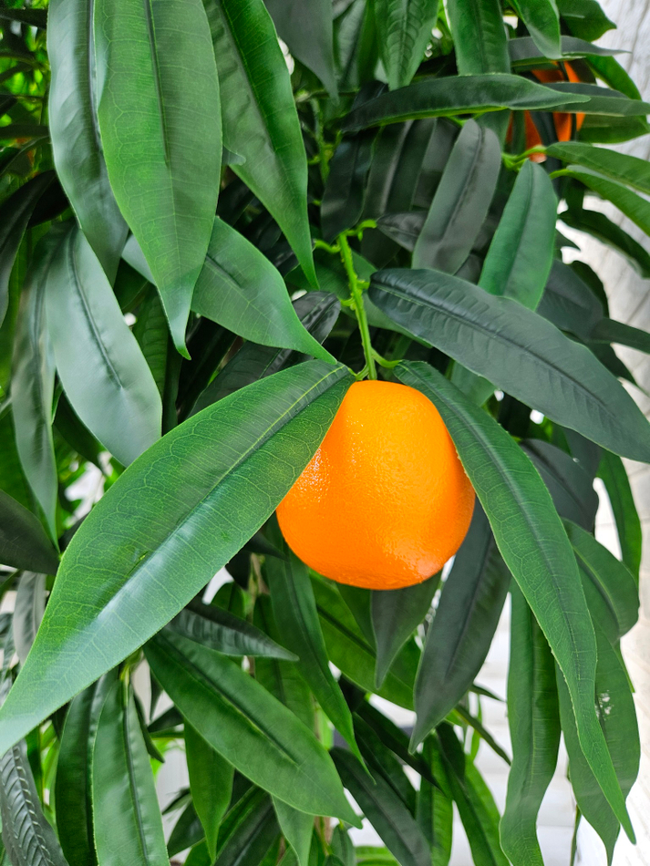 Дерево Апельсин 280см в кашпо