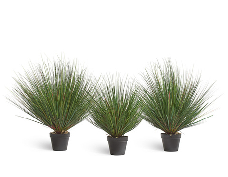 Трава Осока горная куст