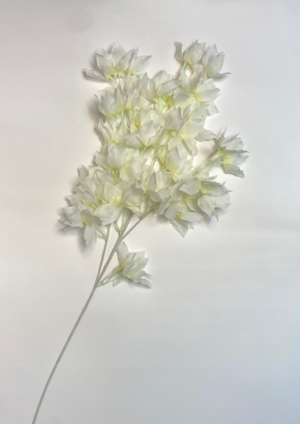 Сакура белая