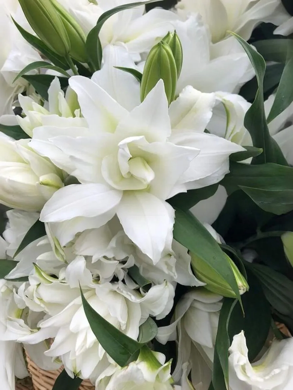 Лилия Анжела (махровая серия «Роузлили»)