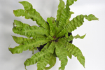 Асплениум Криспи Вейв / Asplenium Crispy Wave
