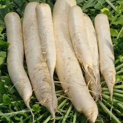 МАЙНОВАЗ САММЕР КРОС NO.3 F1 семена дайкона (Takii | Alexagro)