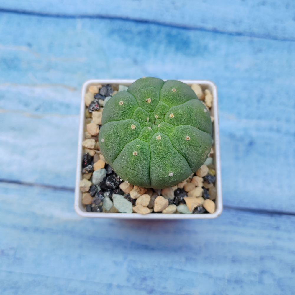 Matucana Madisoniorum (Матукана)
