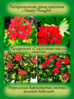 Пеларгония Счастливая мысль Happy Thought герань