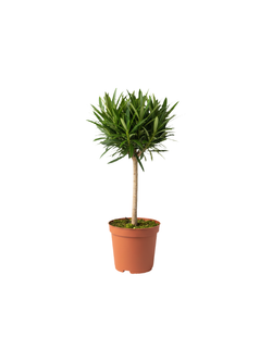 Подокарп крупнолистный Japanese Hinoki Cypress д.9