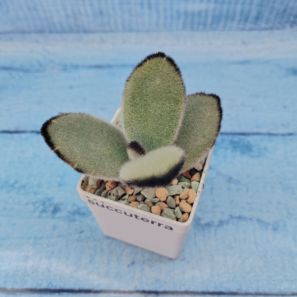 Kalanchoe Tomentosa Hybride (Каланхоэ)