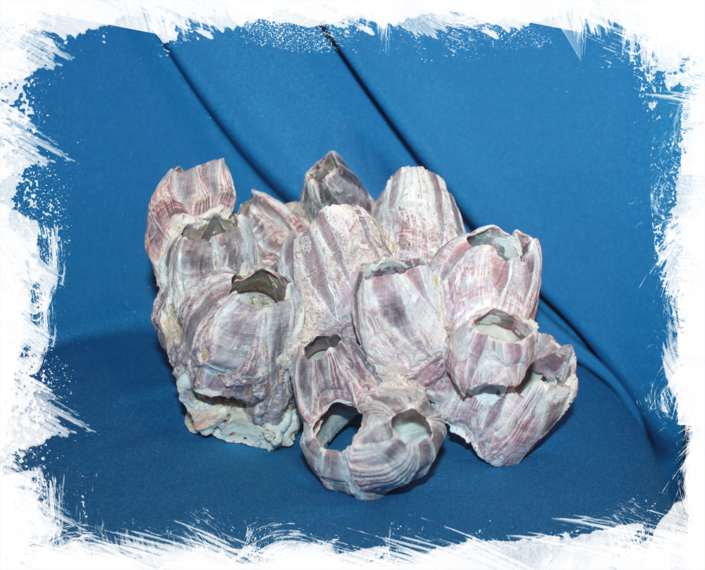 Барнакл 17 - 25 см.