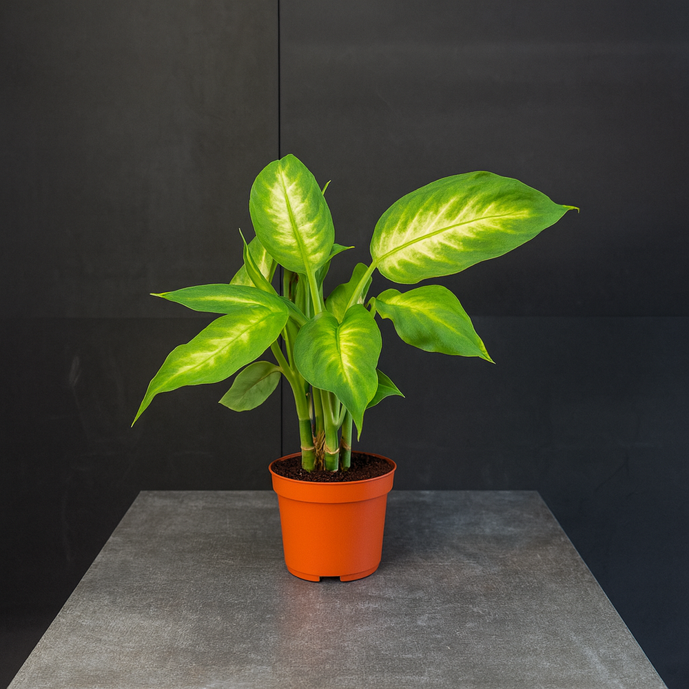 Диффенбахия (Dieffenbachia)