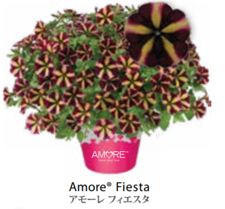 ЕВРО Petunia Amore Fiesta укорененный черенок середина декабря 25