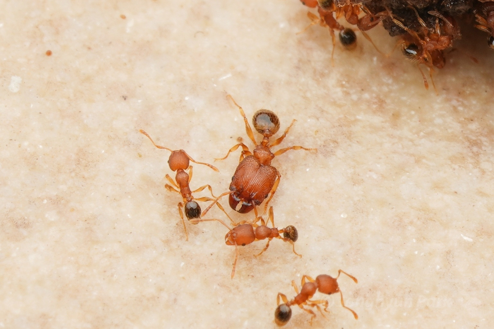 Муравьи Pheidole parva