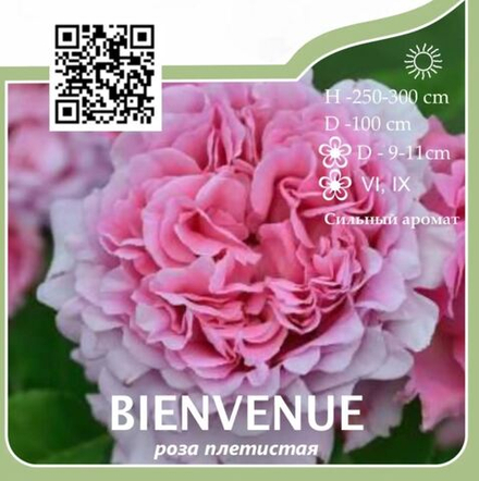 Роза плетистая "Bienvenue"