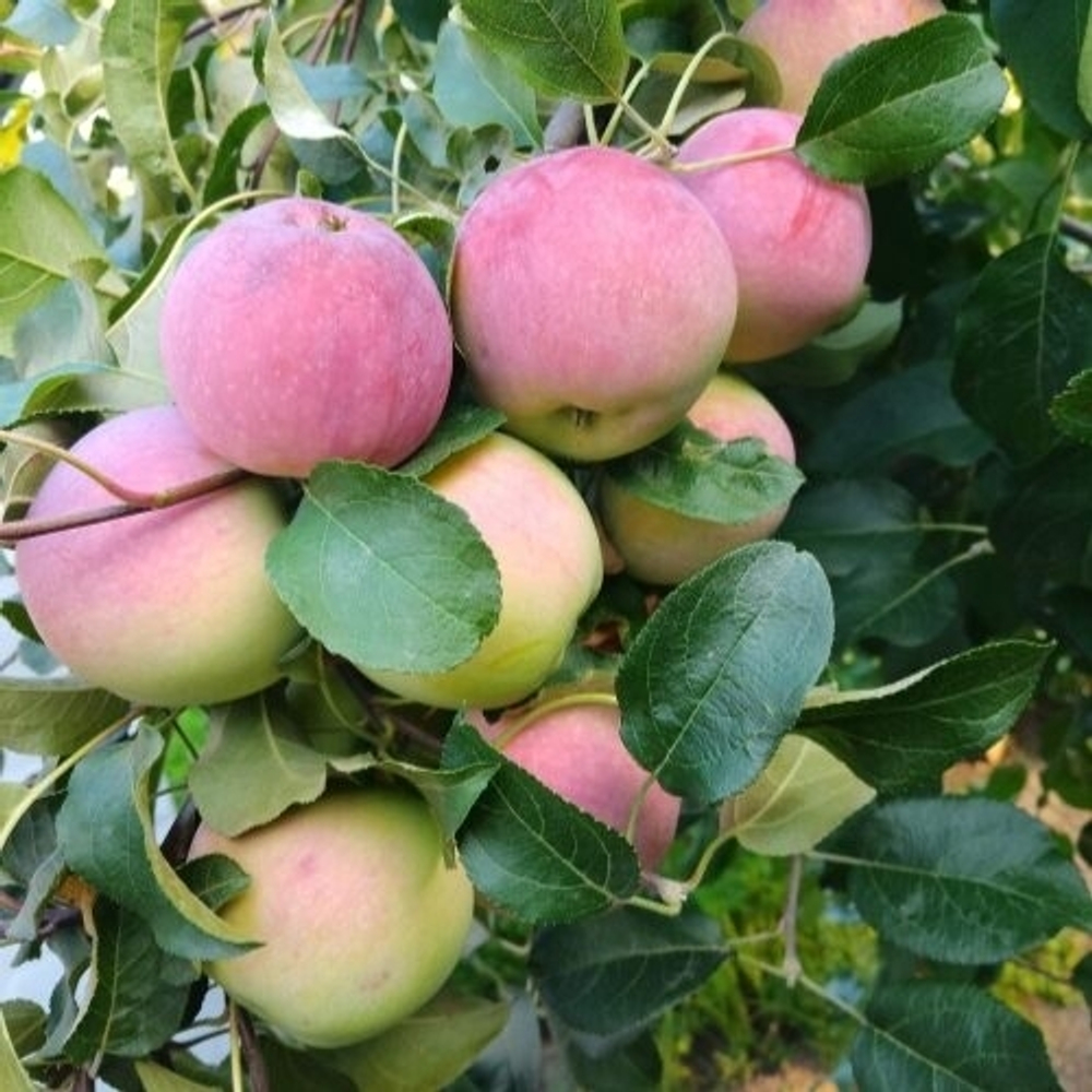 Яблоня Медуница (Летний сорт)