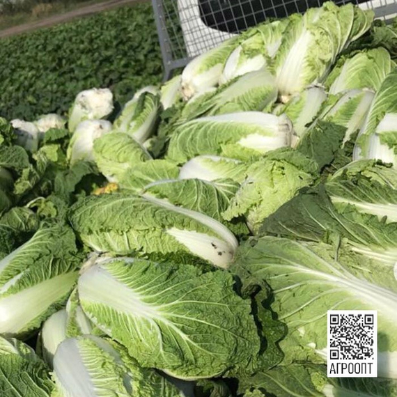 Билко F1 семена капусты пекинской (Bejo / Бейо) – фото 9