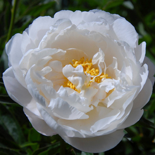 Купить Букет 39 пудровых пионов "Лакомка"