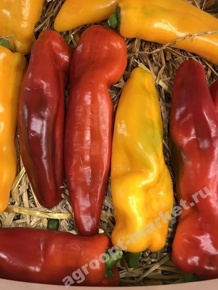 ПАЛЕРМО F1 семена перца сладкого Rijk Zwaan характеристика