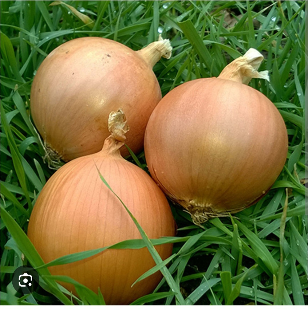 Лук репчатый Саманта F1 250000 - Samanta F1 250 000 семян