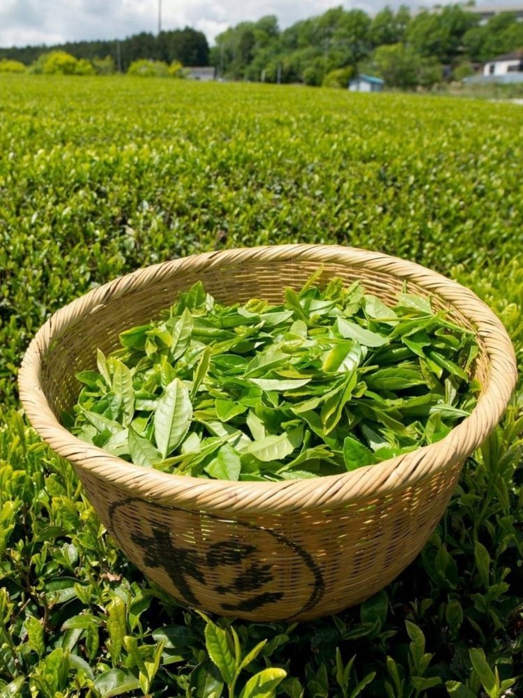 Чай зеленый Shennun крупнолистовой 100 г, 2 шт