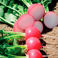 КВАЛИТО F1 семена редиса (Hazera | Хазера)