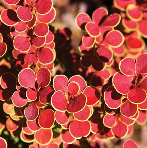 Барбарис Оранж Санрайз