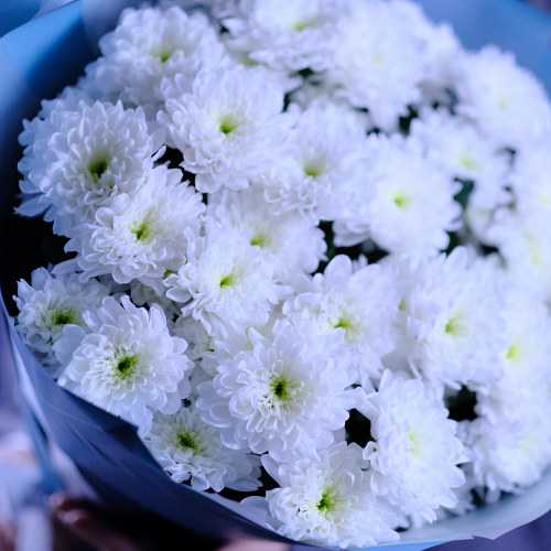 Купить Букет белых хризантем "Притяжение"