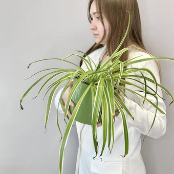 Хлорофитум