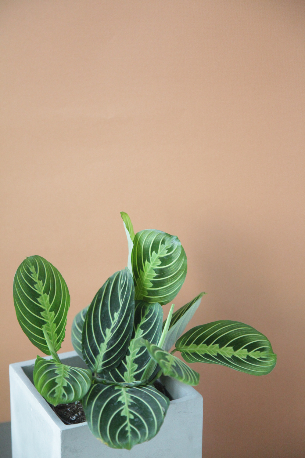 маранта лемон лайм купить с доставкой по москве