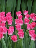 Тюльпан Экзотический Краун оф Династи